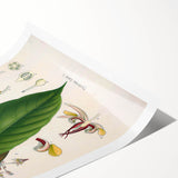 Vintage Botanical Illustration of Cacao Plant Art Print