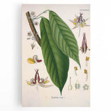 Vintage Botanical Illustration of Cacao Plant Art Print