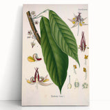 Vintage Botanical Illustration of Cacao Plant Art Print