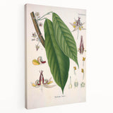 Vintage Botanical Illustration of Cacao Plant Art Print