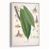 Vintage Botanical Illustration of Cacao Plant Art Print