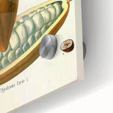 Vintage Botanical Illustration of Cacao Pod Art Print