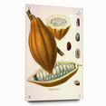Vintage Botanical Illustration of Cacao Pod Art Print