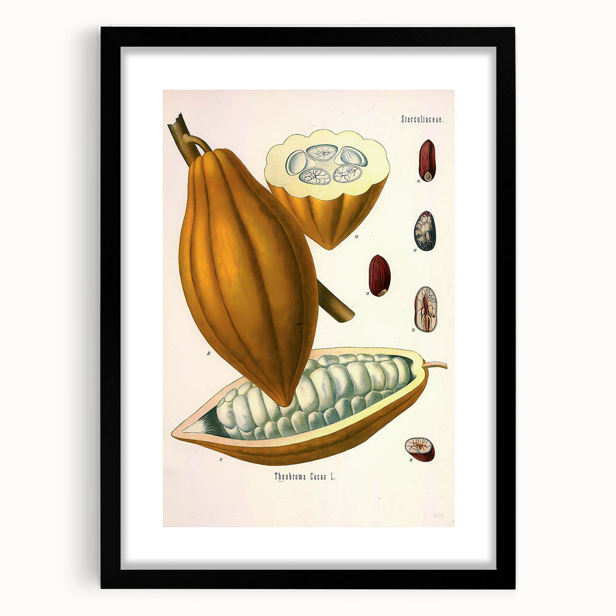 Vintage Botanical Illustration of Cacao Pod Art Print