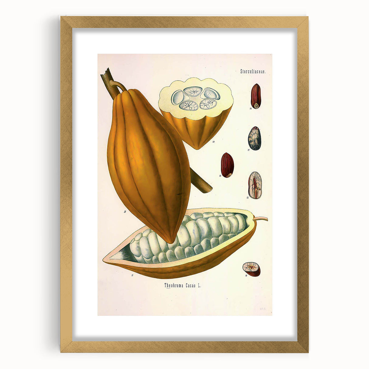 Vintage Botanical Illustration of Cacao Pod Art Print