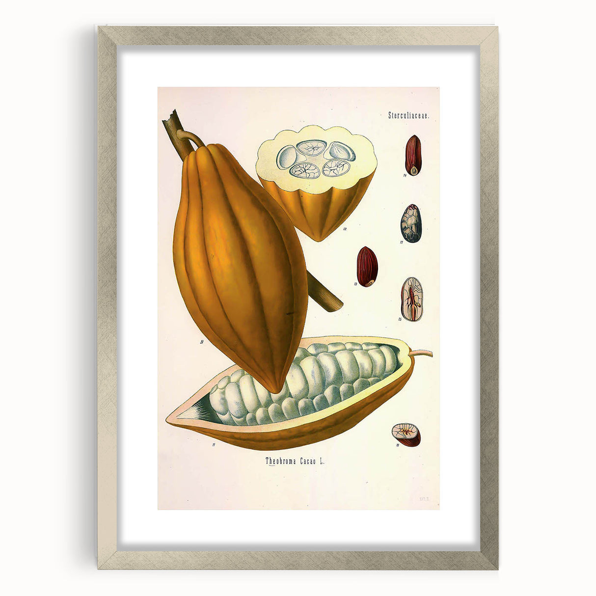 Vintage Botanical Illustration of Cacao Pod Art Print