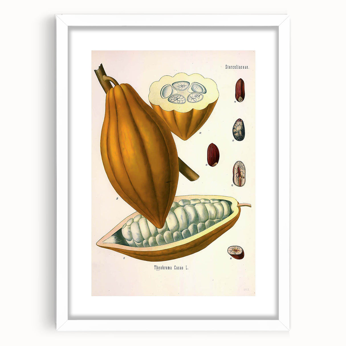 Vintage Botanical Illustration of Cacao Pod Art Print