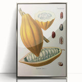 Vintage Botanical Illustration of Cacao Pod Art Print