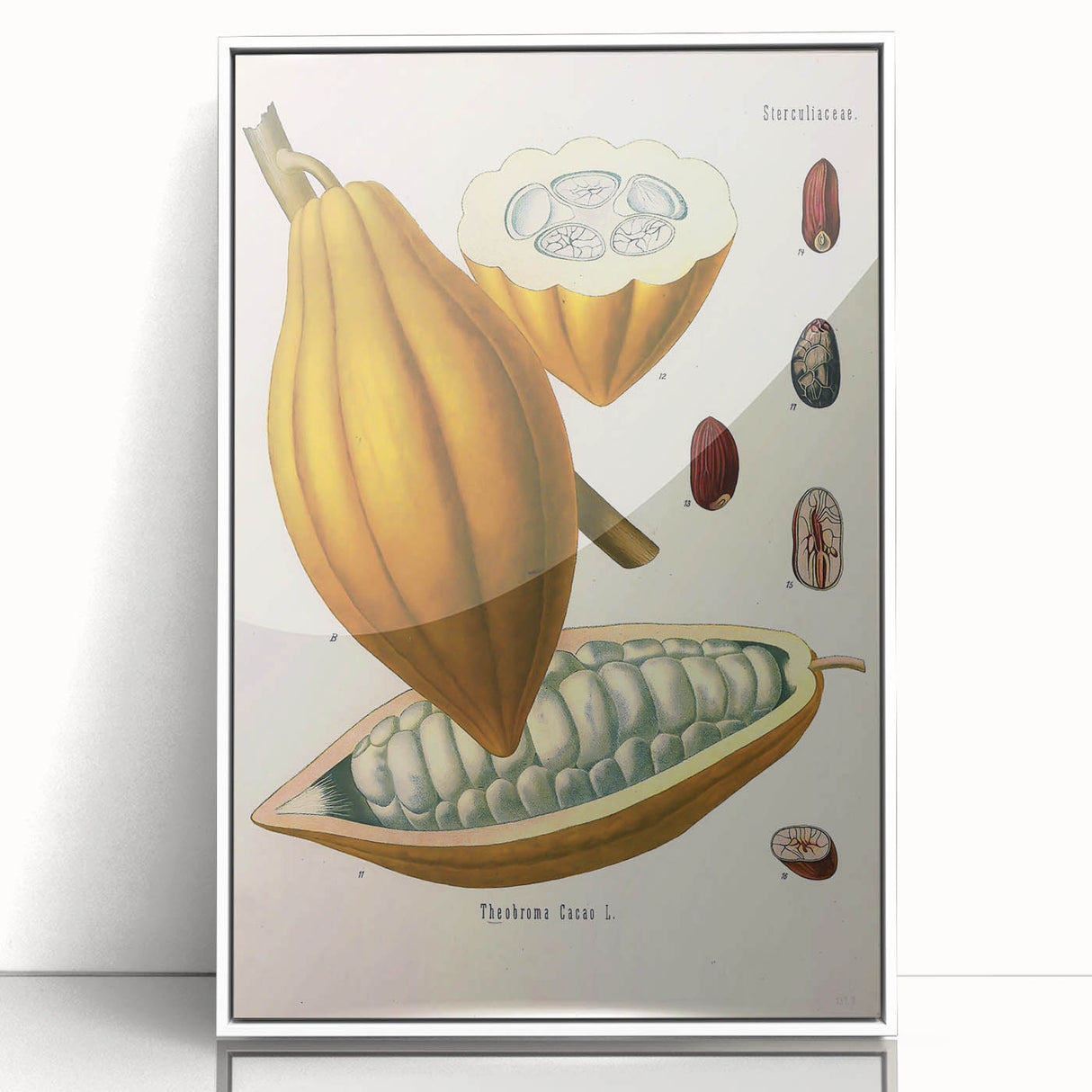 Vintage Botanical Illustration of Cacao Pod Art Print