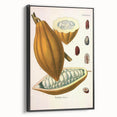 Vintage Botanical Illustration of Cacao Pod Art Print