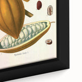 Vintage Botanical Illustration of Cacao Pod Art Print