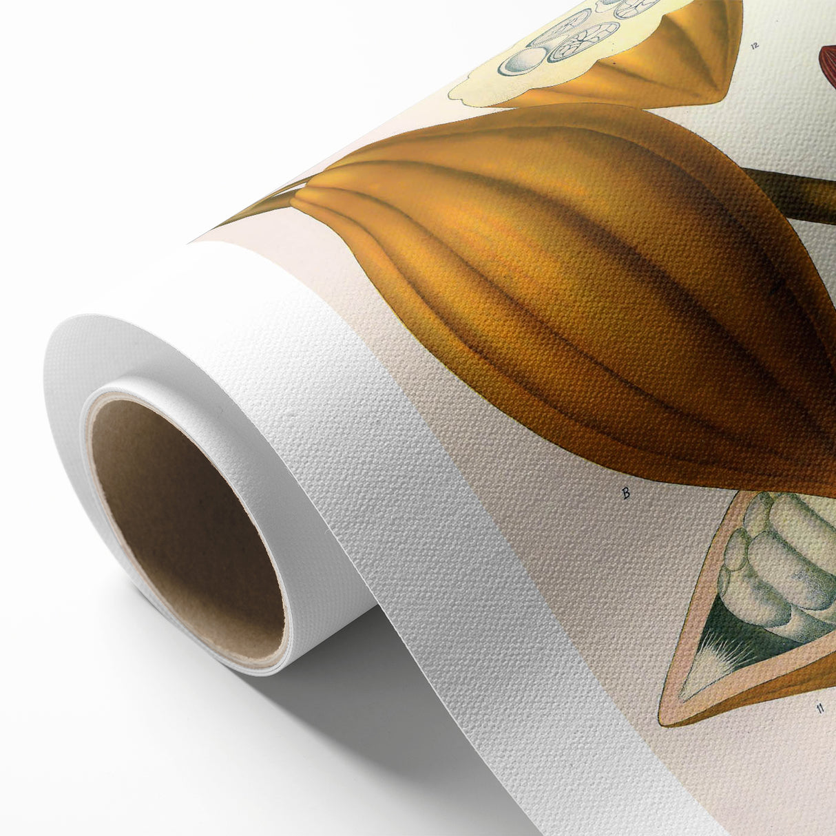 Vintage Botanical Illustration of Cacao Pod Art Print