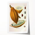 Vintage Botanical Illustration of Cacao Pod Art Print