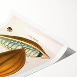 Vintage Botanical Illustration of Cacao Pod Art Print