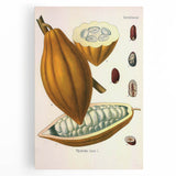 Vintage Botanical Illustration of Cacao Pod Art Print