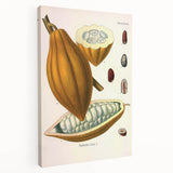 Vintage Botanical Illustration of Cacao Pod Art Print