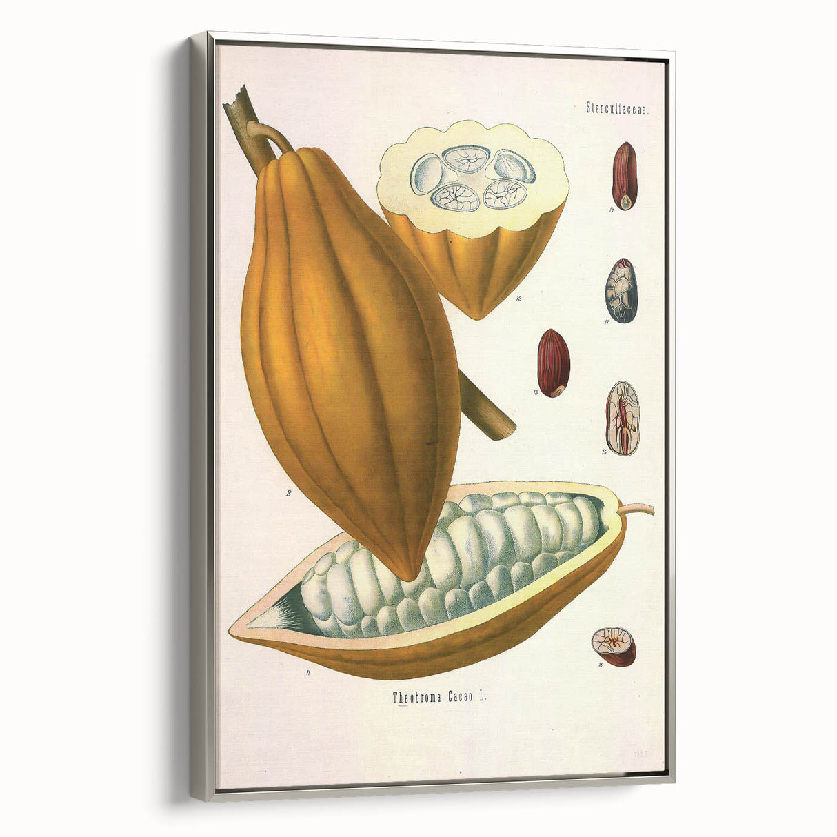 Vintage Botanical Illustration of Cacao Pod Art Print
