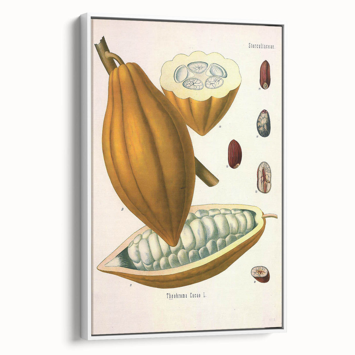 Vintage Botanical Illustration of Cacao Pod Art Print
