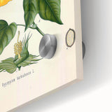 Vintage Botanical Illustration of Cotton Flower Art Print