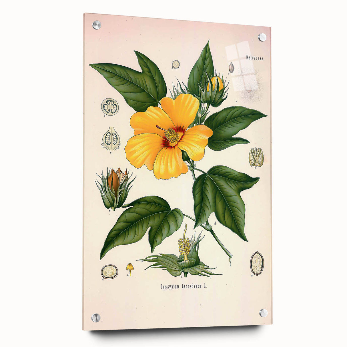 Vintage Botanical Illustration of Cotton Flower Art Print