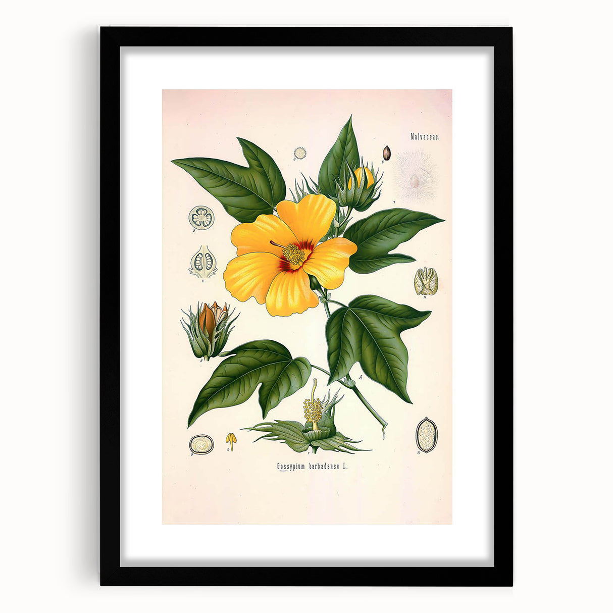 Vintage Botanical Illustration of Cotton Flower Art Print