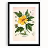 Vintage Botanical Illustration of Cotton Flower Art Print