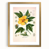 Vintage Botanical Illustration of Cotton Flower Art Print