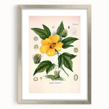 Vintage Botanical Illustration of Cotton Flower Art Print