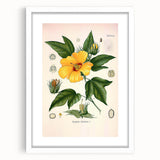 Vintage Botanical Illustration of Cotton Flower Art Print