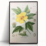 Vintage Botanical Illustration of Cotton Flower Art Print