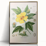 Vintage Botanical Illustration of Cotton Flower Art Print
