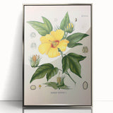 Vintage Botanical Illustration of Cotton Flower Art Print
