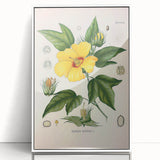 Vintage Botanical Illustration of Cotton Flower Art Print