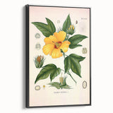 Vintage Botanical Illustration of Cotton Flower Art Print