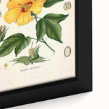 Vintage Botanical Illustration of Cotton Flower Art Print