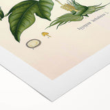 Vintage Botanical Illustration of Cotton Flower Art Print