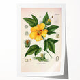 Vintage Botanical Illustration of Cotton Flower Art Print