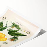 Vintage Botanical Illustration of Cotton Flower Art Print