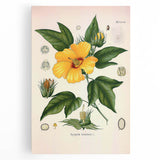 Vintage Botanical Illustration of Cotton Flower Art Print