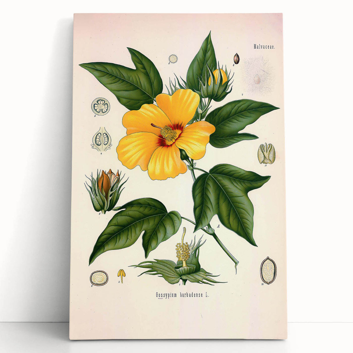 Vintage Botanical Illustration of Cotton Flower Art Print