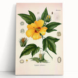 Vintage Botanical Illustration of Cotton Flower Art Print