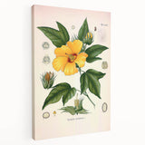 Vintage Botanical Illustration of Cotton Flower Art Print