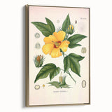 Vintage Botanical Illustration of Cotton Flower Art Print