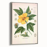 Vintage Botanical Illustration of Cotton Flower Art Print