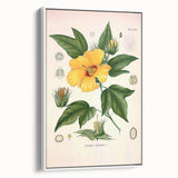 Vintage Botanical Illustration of Cotton Flower Art Print