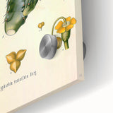 Vintage Botanical Illustration of Cactus Flower Art Print