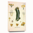 Vintage Botanical Illustration of Cactus Flower Art Print