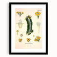 Vintage Botanical Illustration of Cactus Flower Art Print
