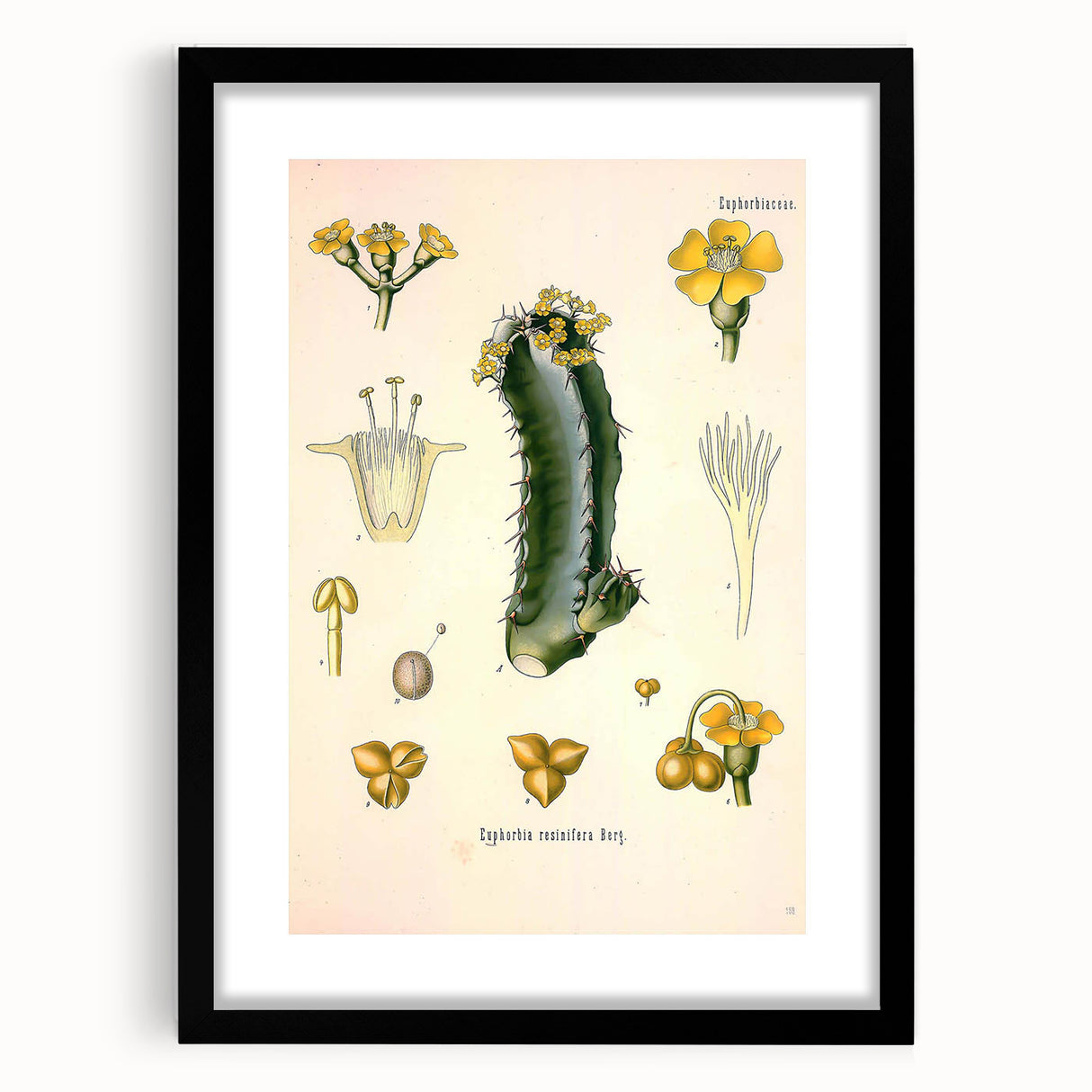 Vintage Botanical Illustration of Cactus Flower Art Print