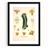 Vintage Botanical Illustration of Cactus Flower Art Print